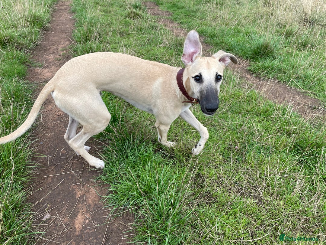 Whippet dogs for sale: 💛 Beautiful Whippet Puppy for His Forever Home ❤️ - Image 3