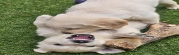 Golden Retriever dogs for sale: Cream and golden retriever puppies in Bristol - Advert 16
