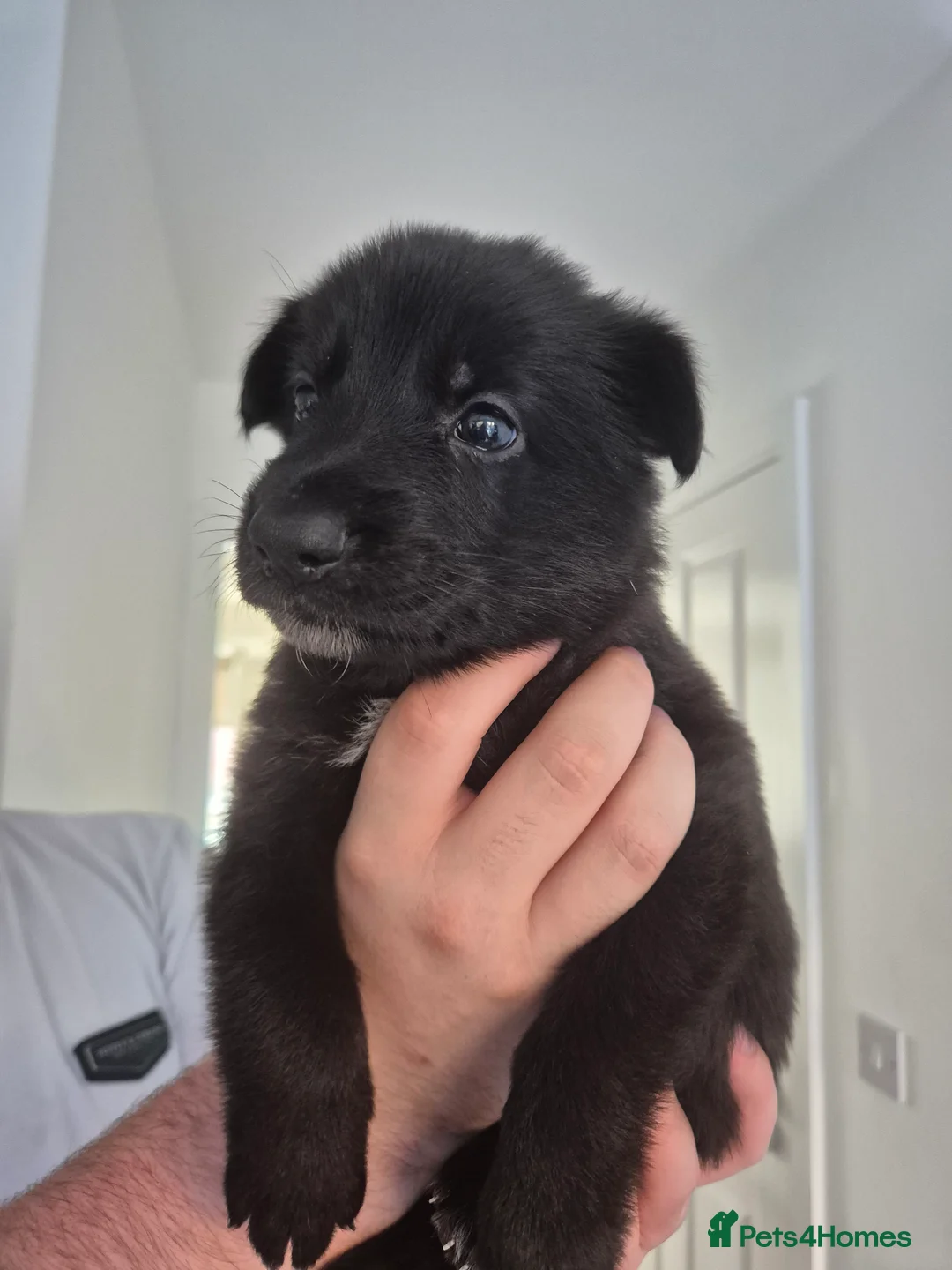 German Shepherd dogs for sale: Rare Blue & black & white german shepherd puppies - Advert 2