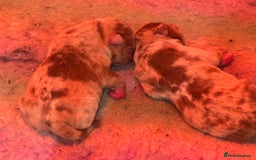 Olde English Bulldogge dogs for sale: Olde English Bulldogges puppies  - Image 4