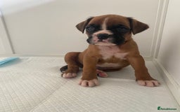 Boxer dogs for sale: Stunning Bob and long tail litter - Image 20