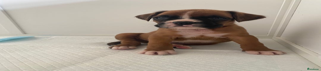 Boxer Puppy 3