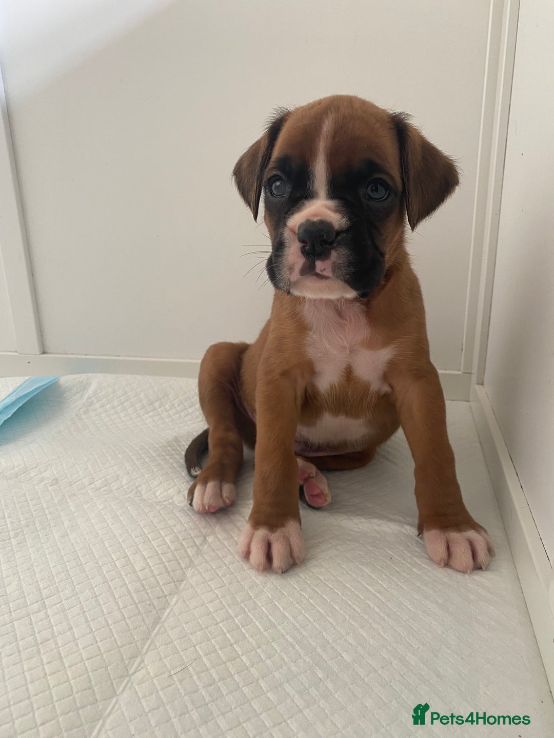 Boxer dogs for sale: Stunning Bob and long tail litter - Image 20