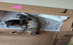 Mixed Breed cats for sale: 4 adorable Ragdoll/Tabby mix kittens - Image 8