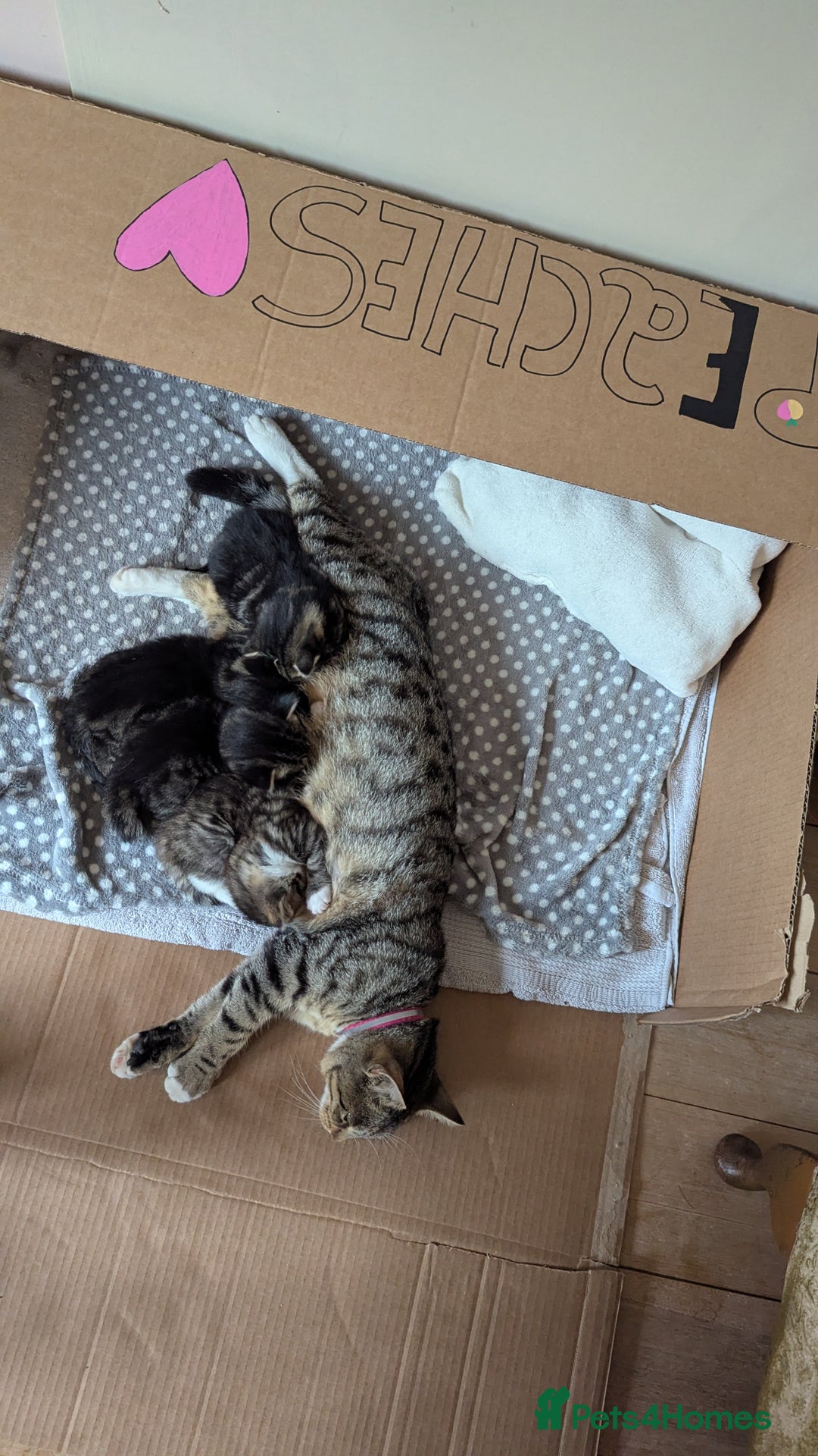 Mixed Breed cats for sale: 4 adorable Ragdoll/Tabby mix kittens - Image 8
