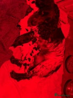 Cocker Spaniel dogs Last 2 beautiful cockerspaniel girls left - Advert 4