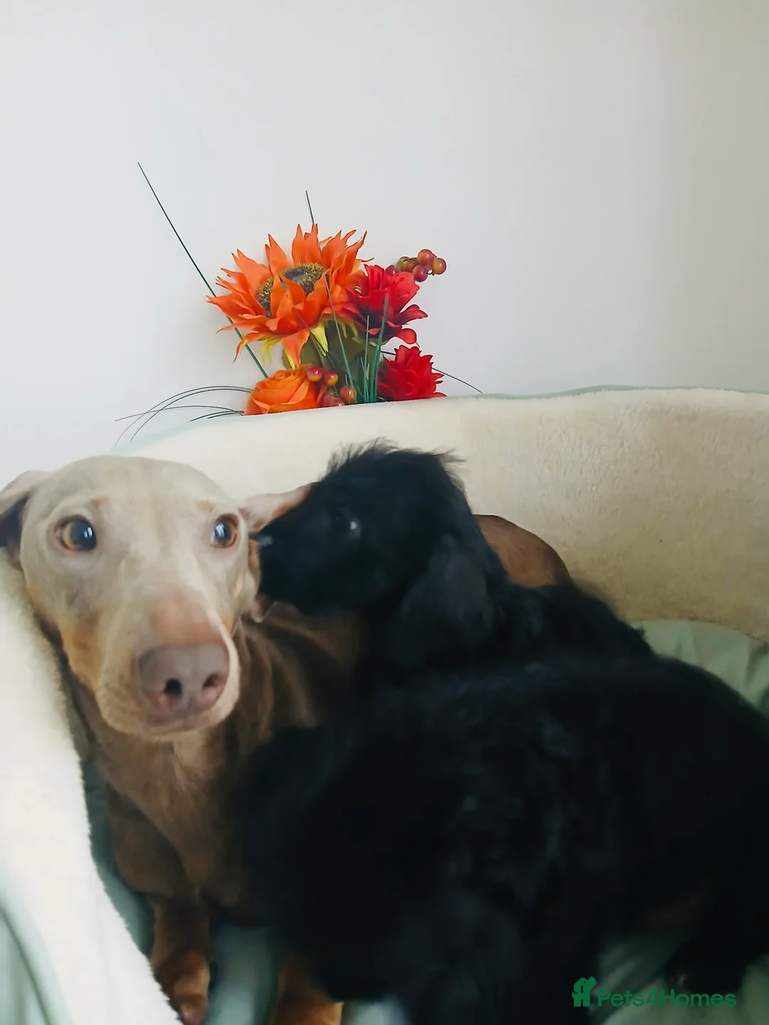 Doxiepoo dogs for sale: Beautiful,  little puppies for sale! 🐾 - Advert 11