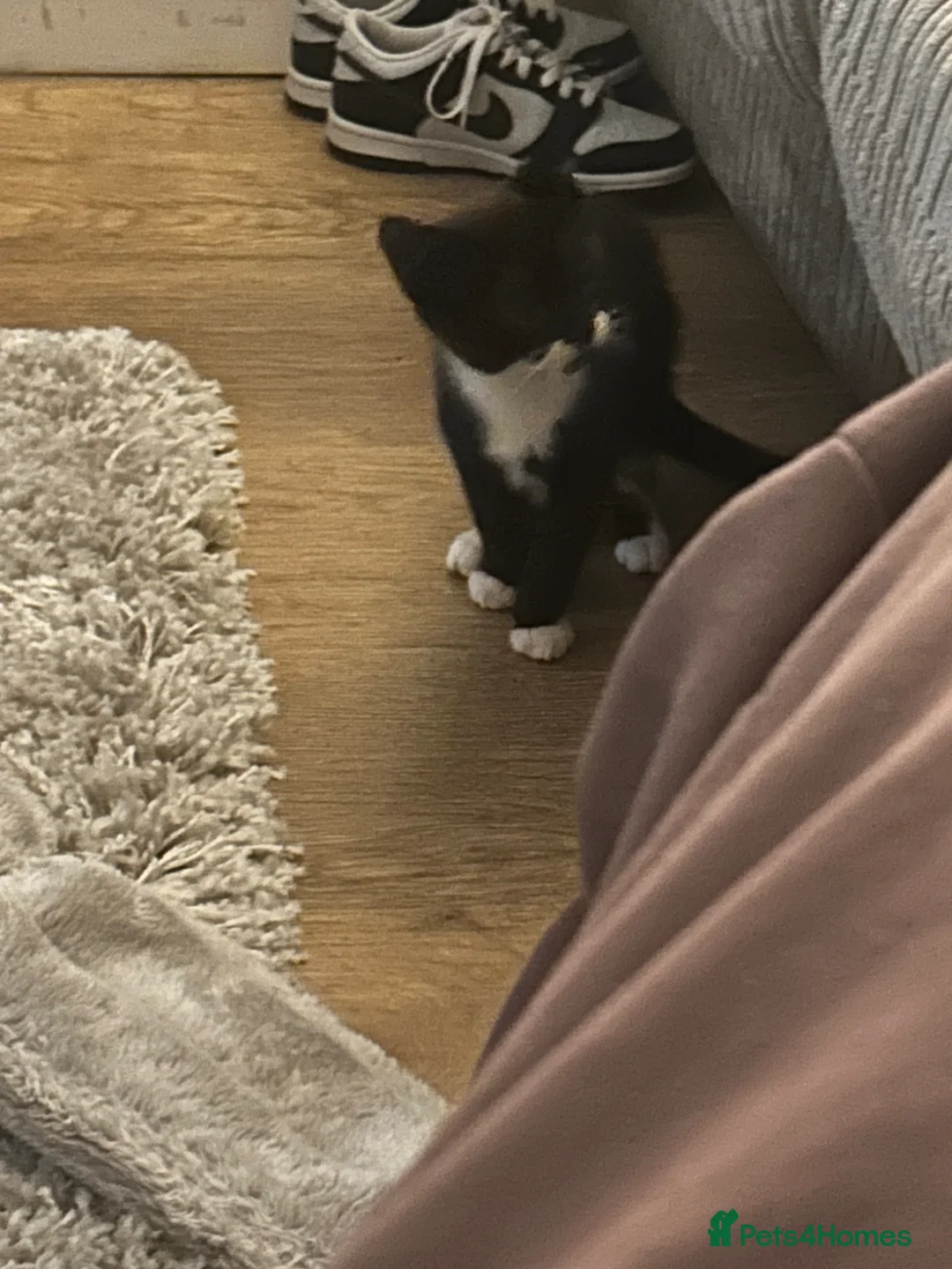 Mixed Breed cats for sale: Kitten looking for forever home  - Advert 4