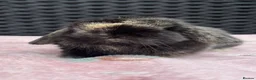 Mini Lop rabbits for sale: Pure bred baby pedigreed mini lops  - Advert 8