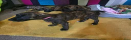 Mixed Breed dogs for sale: Boxer x Belgian Malinois Pups - Smart and stunning in Hereford - Advert 2