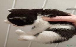 Mixed Breed cats for sale: 5 kittens  - Image 3