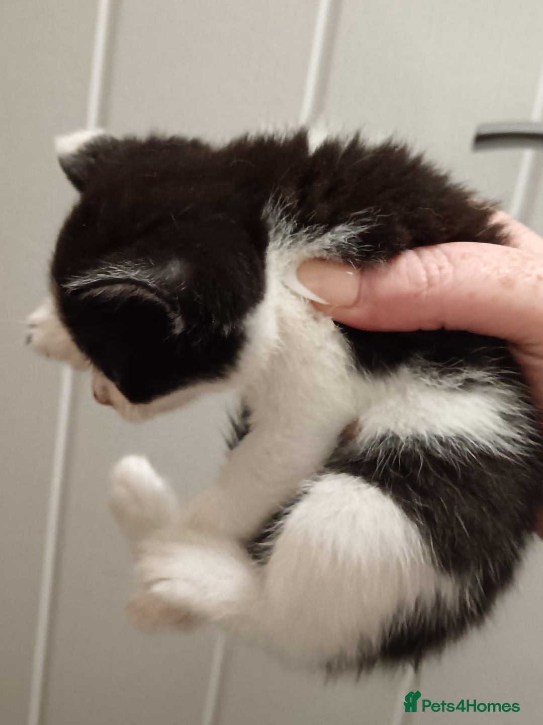 Mixed Breed cats for sale: 5 kittens  - Image 3