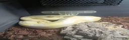 Boa Snake reptiles for sale: 3 years old Albino Red Tail Boa Constrictor  - Advert 3