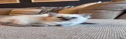 Ragdoll cats for sale: 🐾GCCF registered ragdoll kittens Lilac and blue🐾 - Advert 15
