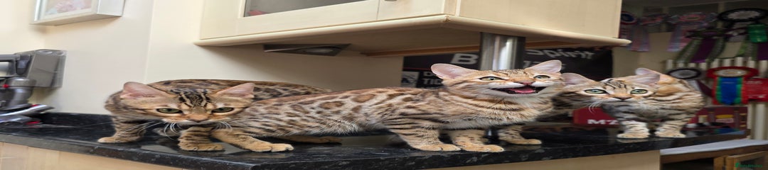 Bengal Kitten 4