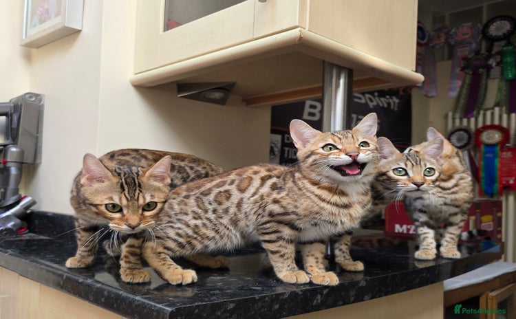 Bengal cats - Advert 2