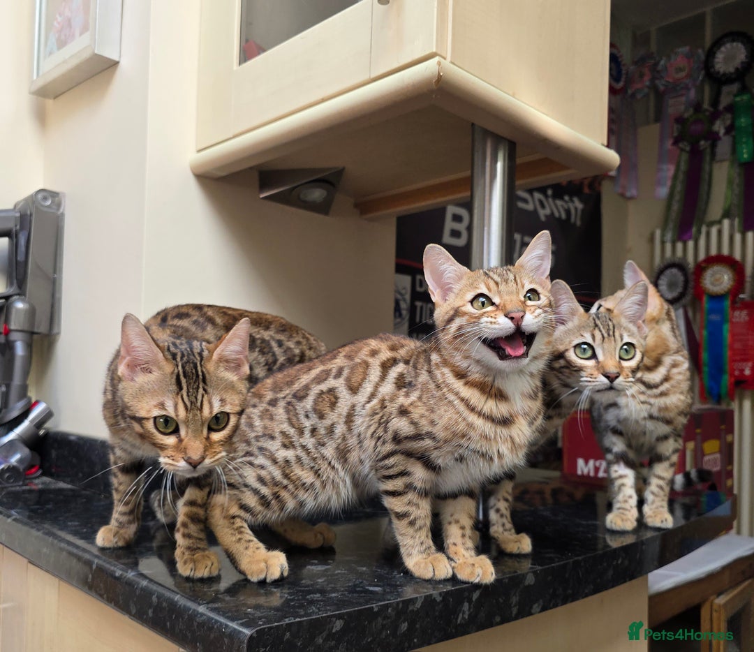 Bengal cats for sale:  Outstanding Quality Bengal kittens ready to leave - Image 1