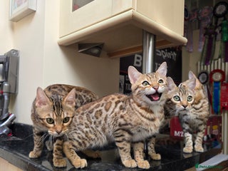 Bengal cats - Advert 36