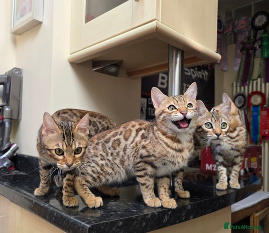 Bengal cats - Advert 7