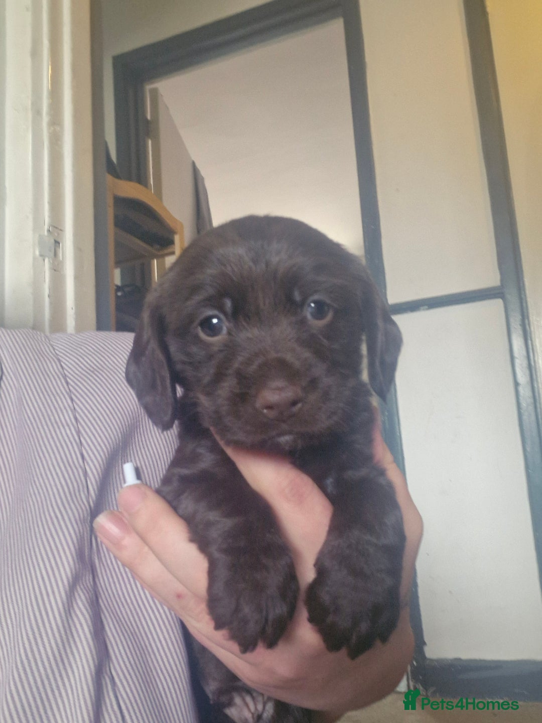 Mixed Breed dogs for sale: Spaniel pups in Woodbridge - Image 1