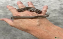 Corn Snake reptiles for sale: 1 Year old Male Corn Snake with Full Set Up - Image 11