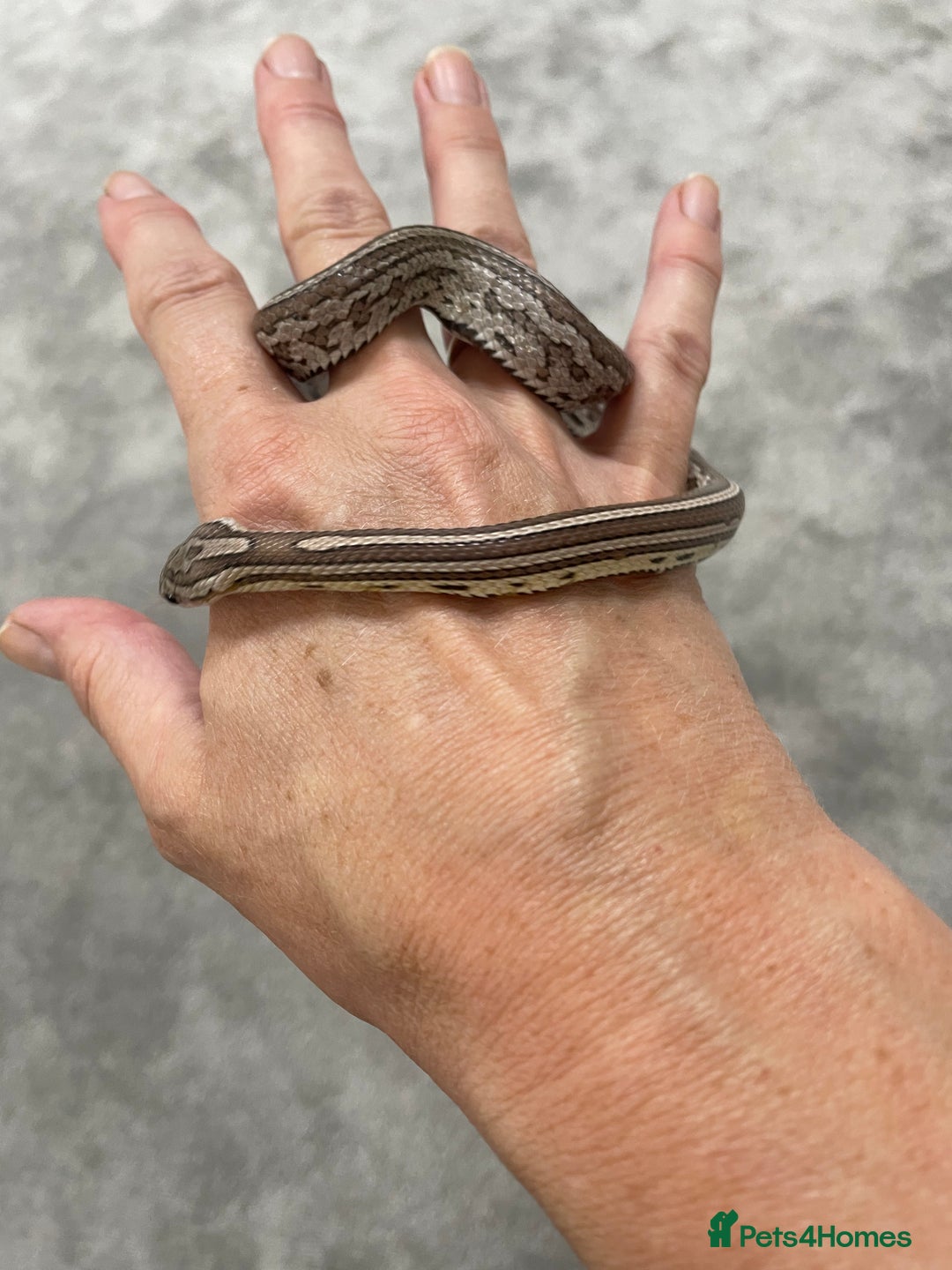 Corn Snake reptiles for sale: 1 Year old Male Corn Snake with Full Set Up - Image 11