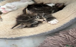 Maine Coon cats for sale: Gorgeous Maine Coon Cross Kittens - Image 3