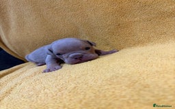 English Bulldog dogs for sale: For sale: 7 English Bulldog Puppies - Image 9