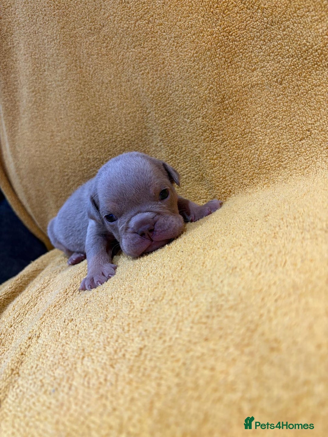 English Bulldog dogs for sale: For sale: 7 English Bulldog Puppies - Image 9