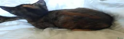 Mixed Breed cats for sale: Domestic playful kittens - Advert 9
