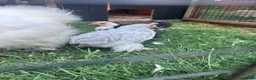 Chickens poultry for sale: Pekin Bantam Cockerels in Calne - Advert 6