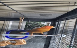 Canaries birds for sale: Canary  - Image 6