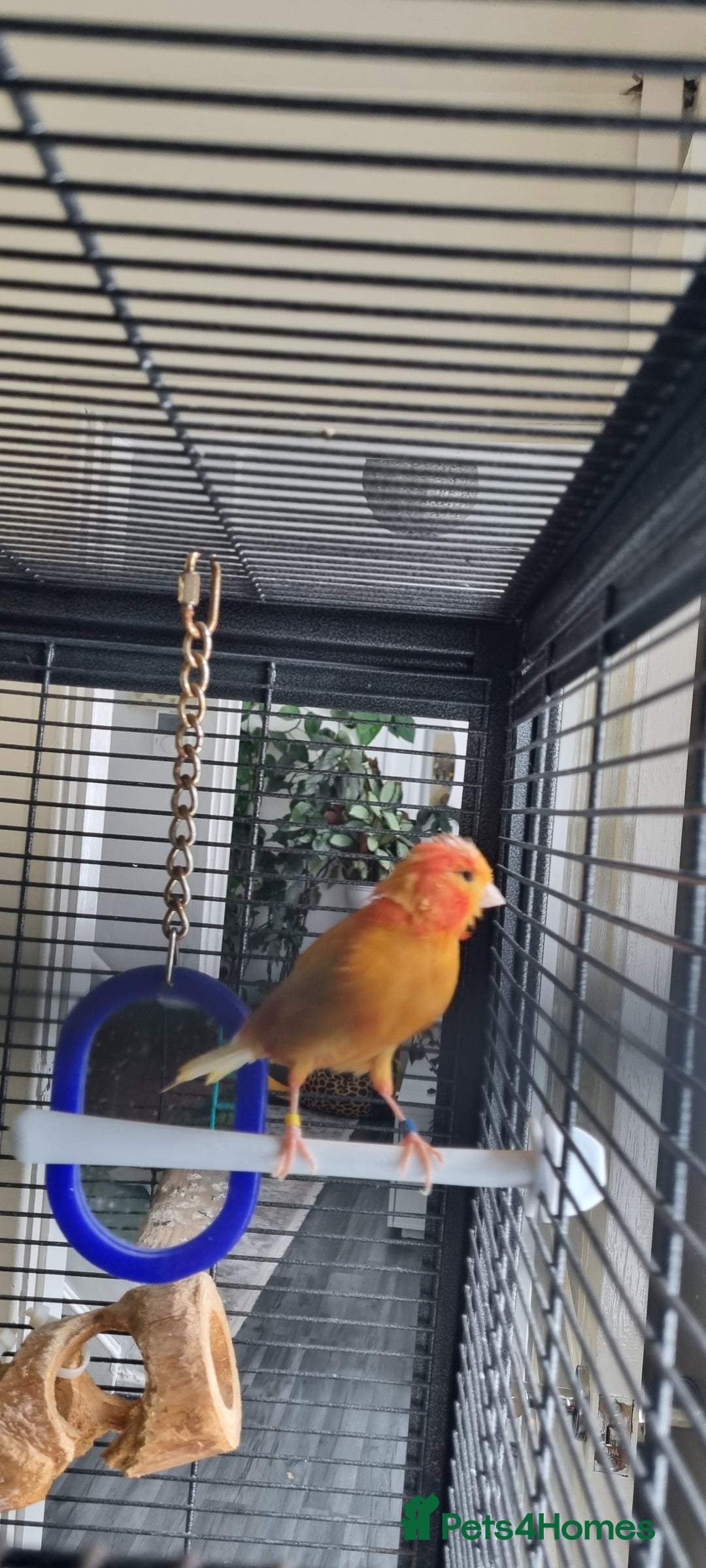 Canaries birds for sale: Canary  - Image 6