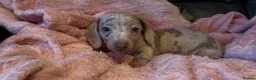 Miniature Dachshund dogs for sale: Beautiful miniature dachshund puppies  - Advert 21
