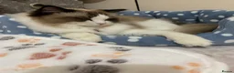 Ragdoll cats for sale: Pedigree bicolour ragdoll - Advert 5