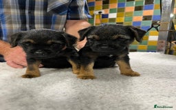 Border Terrier dogs for sale: Beautiful border terrier pups for sale In Kent - Image 16
