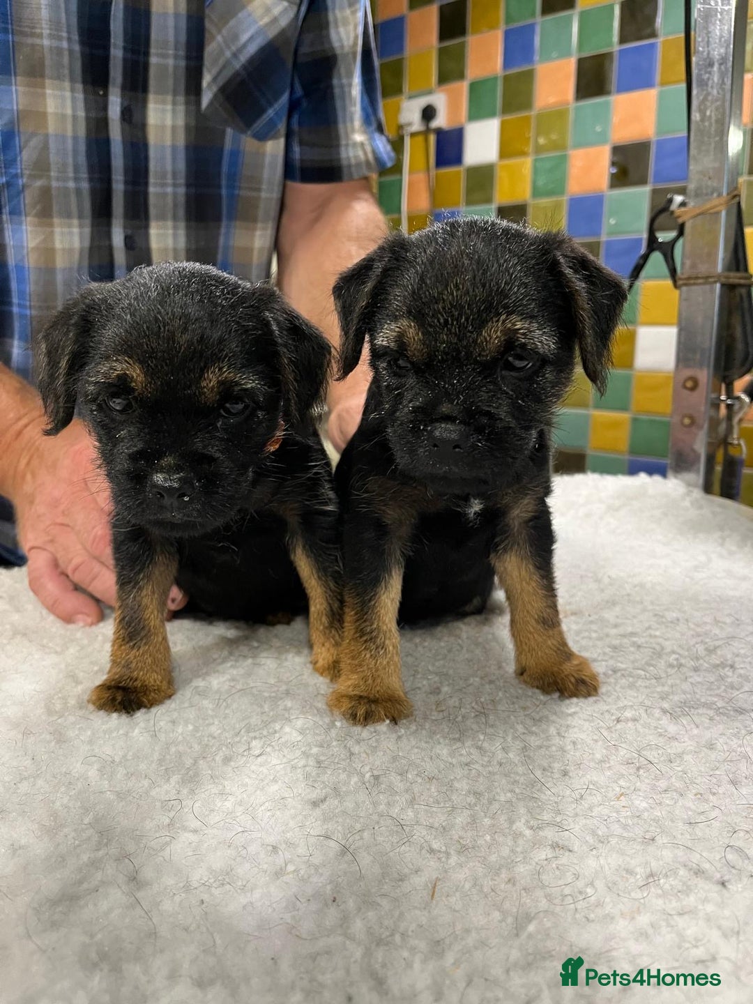 Border Terrier dogs for sale: Beautiful border terrier pups for sale In Kent - Image 16