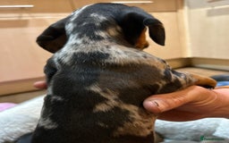 Miniature Dachshund dogs for sale: Stunning rainbow litter mini dachshunds - Advert 9