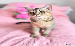 Scottish Fold cats for sale: Pedigree Kitten girl looking for a family  - Image 5