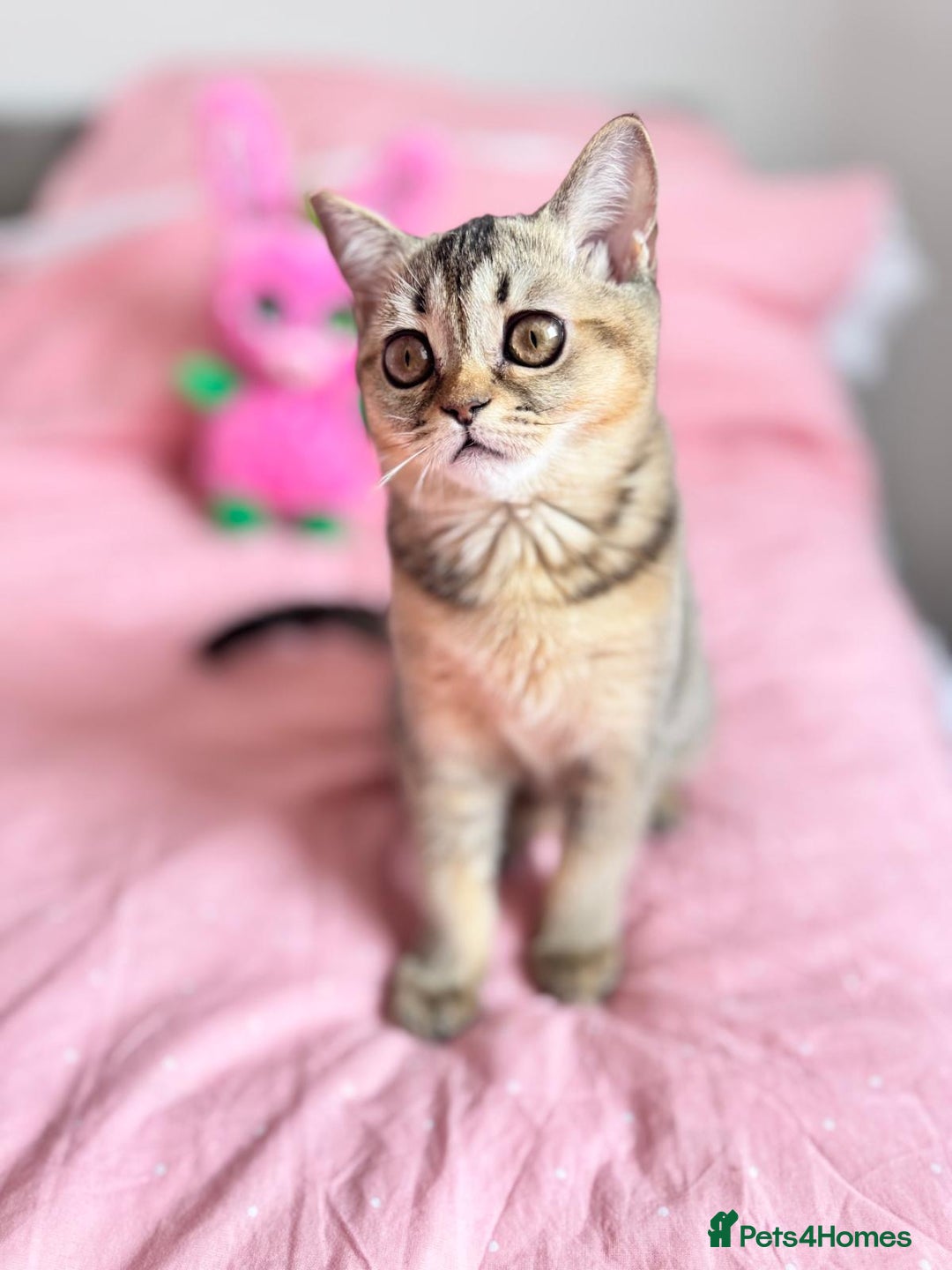 Scottish Fold cats for sale: Pedigree Kitten girl looking for a family  - Image 5