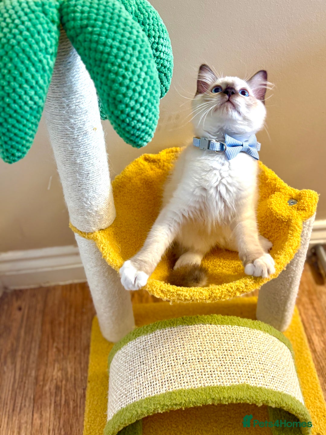 Ragdoll cats for sale: Show Quality TICA Reg Kittens - Champ Bloodline  - Image 7