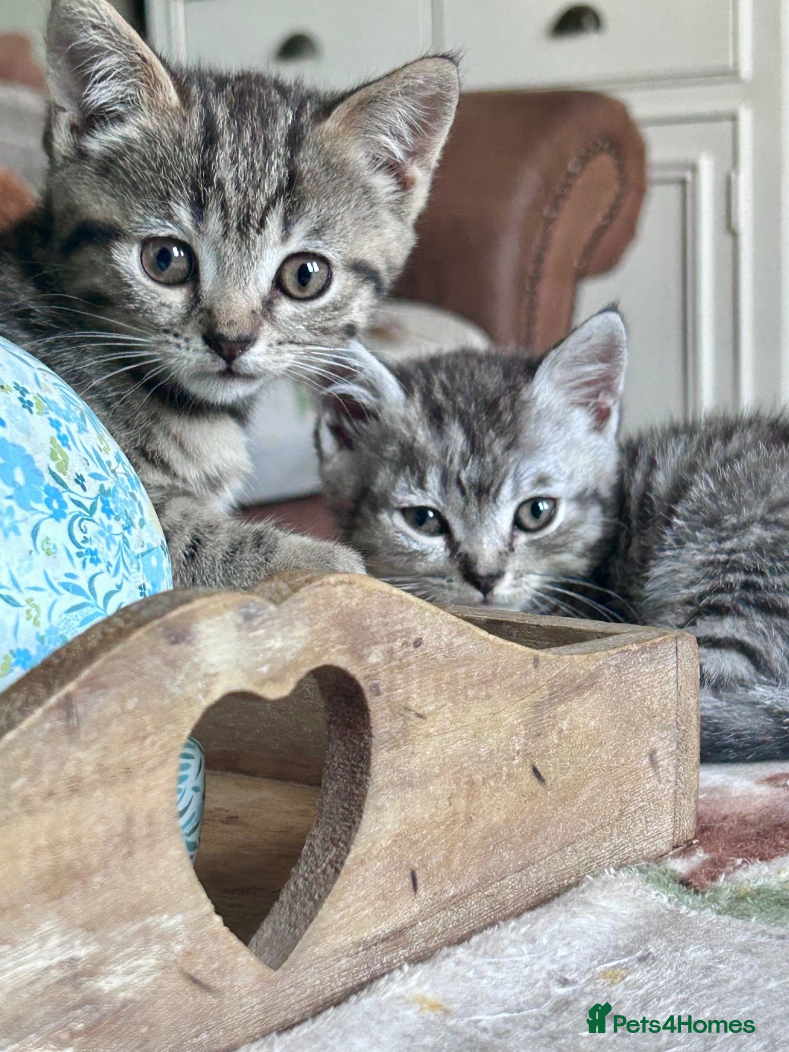 Scottish Fold cats Scottish Straight boys and girls ready now reduced - Advert 1