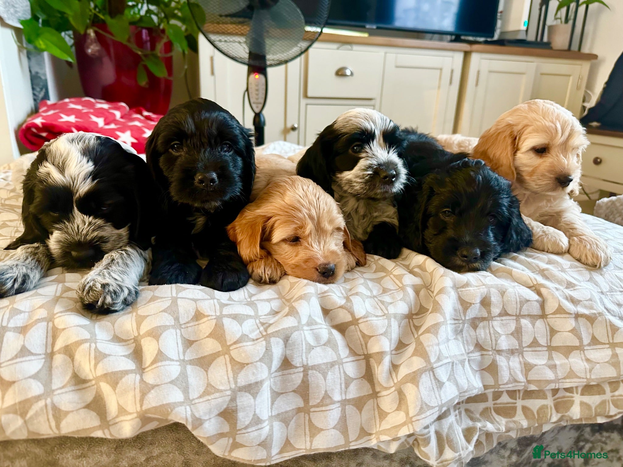 Mixed Breed dogs 6 adorable puppies  - Advert 17