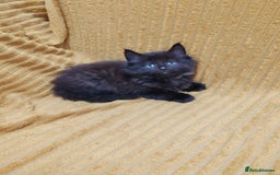 Mixed Breed cats for sale: Half Maine Coon kittens VIDEOS - Image 5