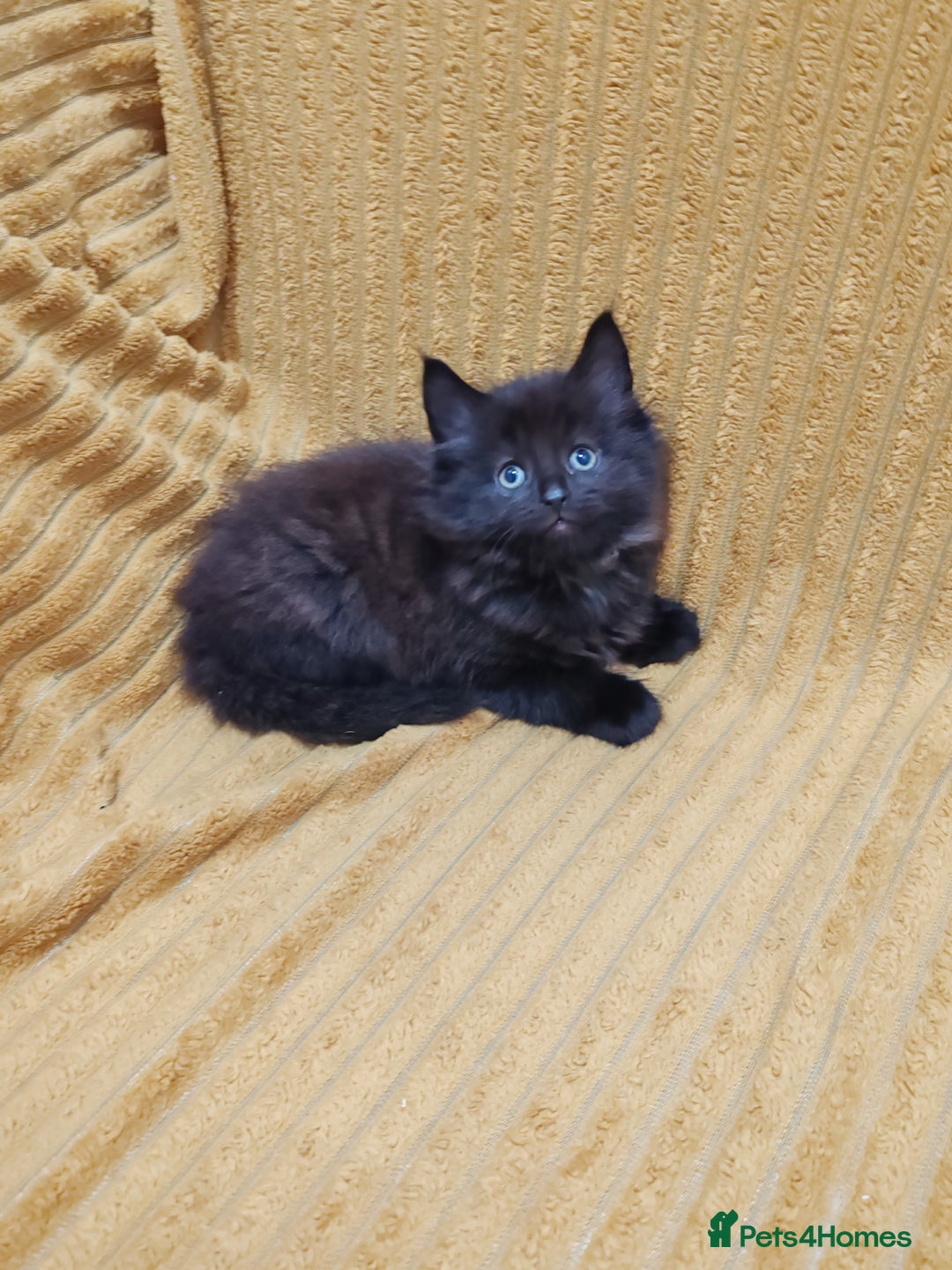 Mixed Breed cats for sale: Half Maine Coon kittens VIDEOS - Image 5