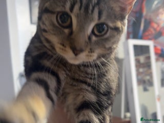 Mixed Breed cats 8 Month old kitten mixed breed - Advert 1