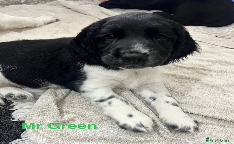 Sprocker dogs - Advert 3