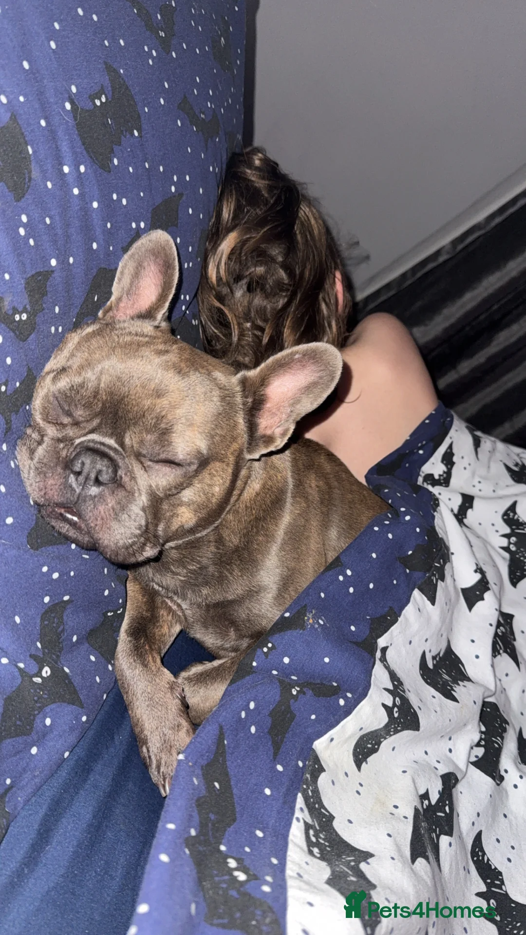 French Bulldog dogs for sale: French bulldog puppies - Advert 8