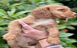 Cocker Spaniel dogs for sale: 2 Red working cocker spaniel puppies - Image 18