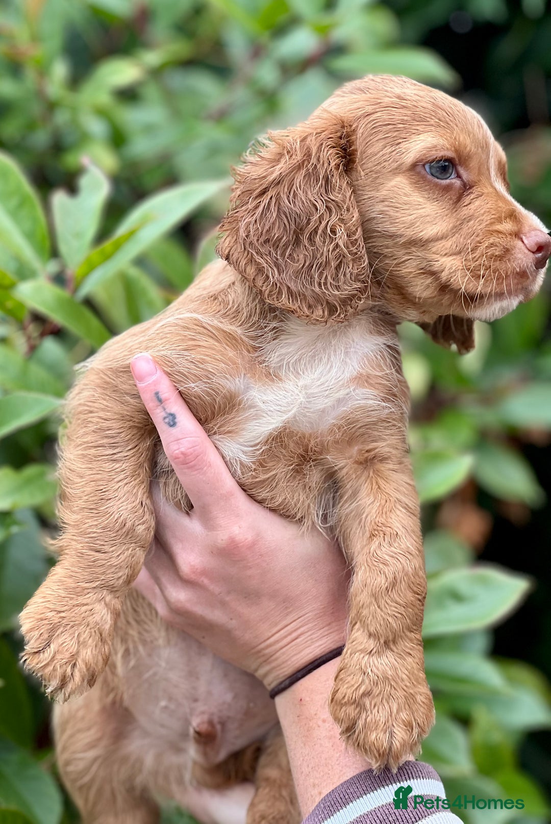 Cocker Spaniel dogs for sale: 2 Red working cocker spaniel puppies - Image 18